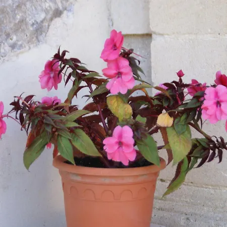 In A 15th Century Castle With Swimming Pool Holiday home Espalais